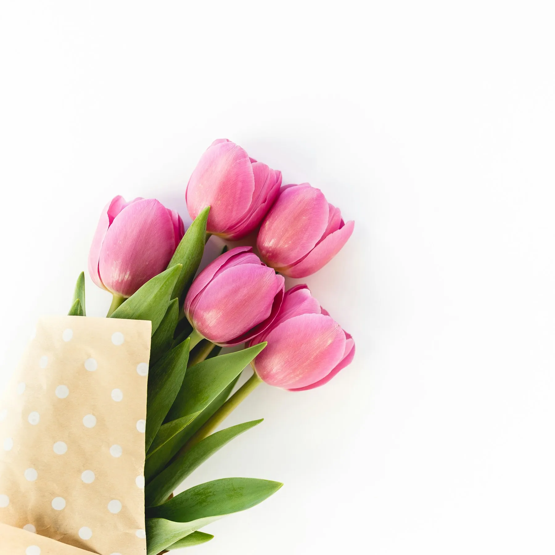 Rosa Tulpen vor hellem Grund