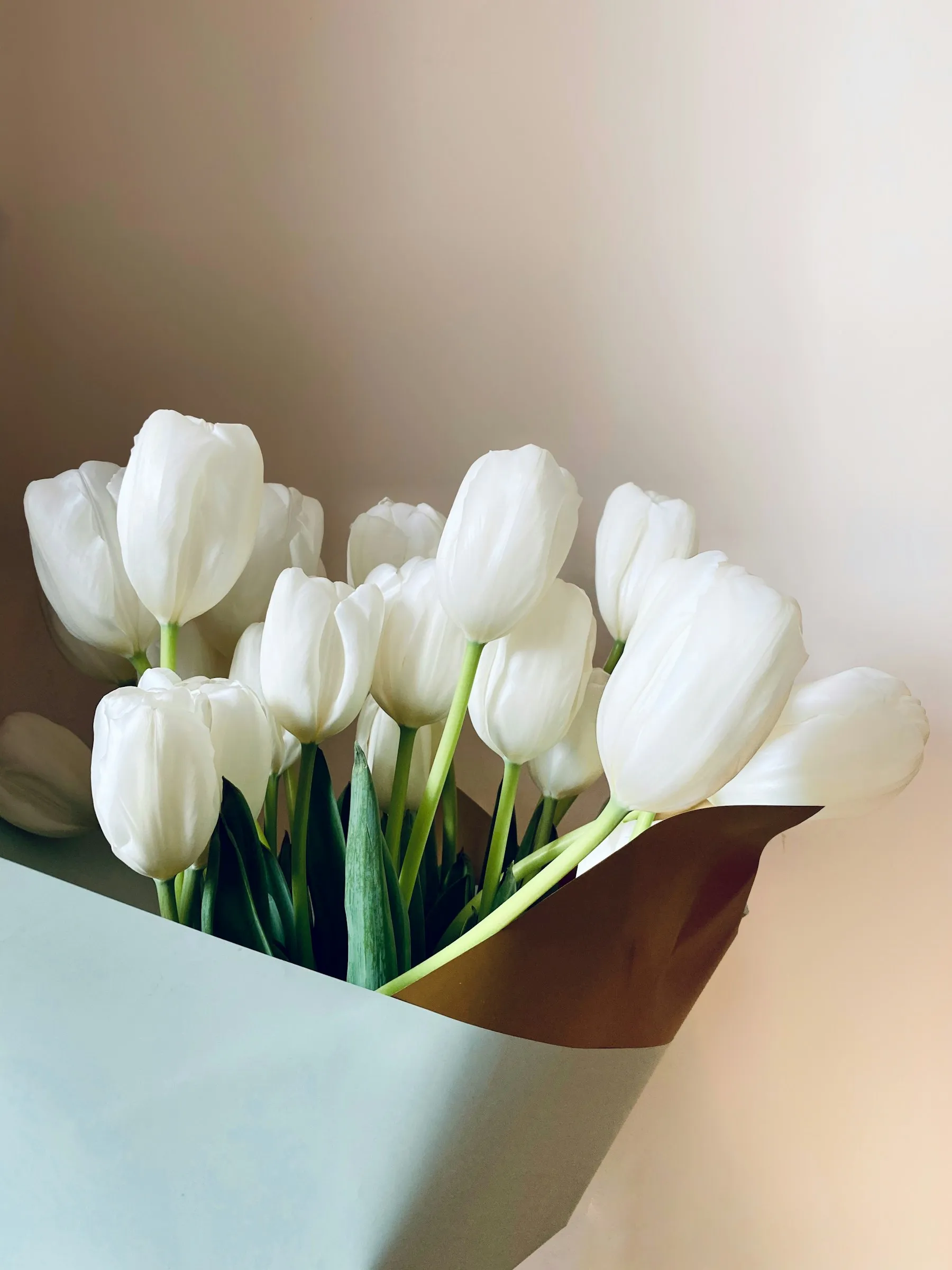 Weiße Tulpen
